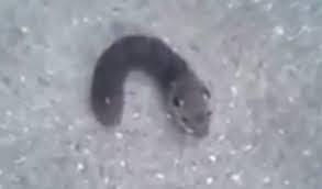 Video: Sinh vật có thân giống sâu bướm, đầu giống chuột siêu quái dị