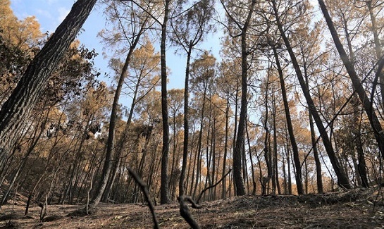 Vì sao chưa huy động trực thăng chữa cháy rừng nghiêm trọng ở Hà Tĩnh?