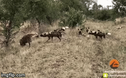 Video: Bị chó hoang châu Phi liên tục tát vào mặt, linh cẩu có phản ứng bất ngờ