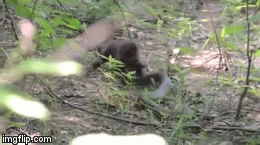 Video: Chồn nâu đại chiến ác liệt với rắn 