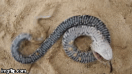 Video: Khám phá loài rắn xảo quyệt với biệt tài giả chết y như thật