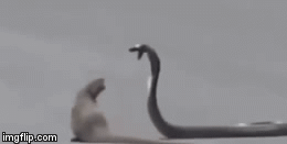 Video: Cầy mangut tung đòn cực hiểm giết chết hổ mang chúa rồi kéo lê đi ăn thịt