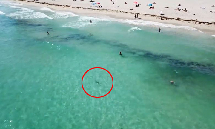 Video: Cá mập lặng lẽ bơi áp sát người tắm biển ở Mỹ