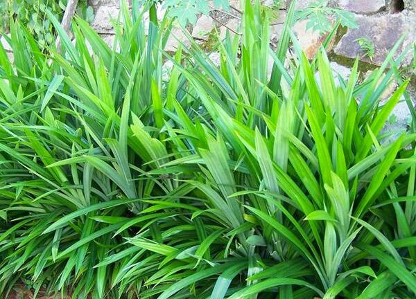 Các loại lá cây chữa bệnh tiểu đường hiệu quả 