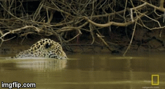 Video: Báo đốm phục kích, đoạt mạng cá sấu bằng nhát cắn 