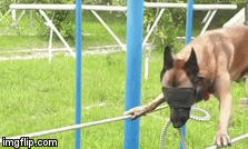 Video: Ngỡ ngàng khi thấy chó nghiệp vụ bịt mắt đi thăng bằng trên dây 