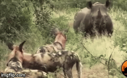 Video: Tê giác khổng lồ đánh đuổi bầy chó hoang châu Phi để độc chiếm vũng nước