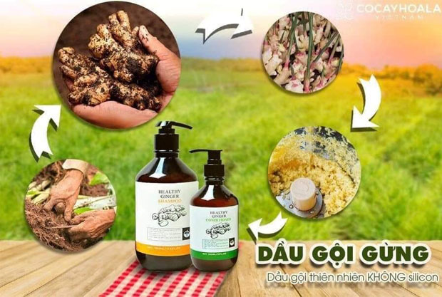 Xóa tan nỗi lo các bệnh da đầu bằng thảo dược từ thiên nhiên