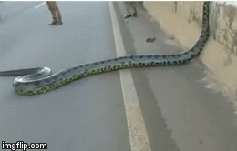 Video: Lạnh người cảnh trăn khổng lồ leo qua dải phân cách rồi trườn qua đường