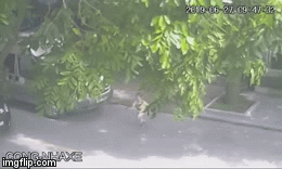 Hốt hoảng khoảnh khắc cậu bé bất ngờ lao ra đường bị ô tô tông trúng