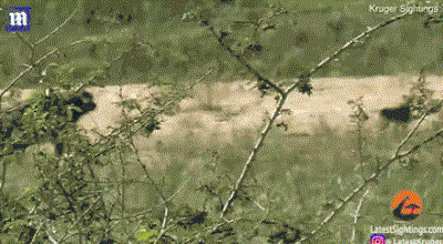 Video: Bị vây bắt, trâu rừng điên cuồng chống trả, húc thủng ngực sư tử