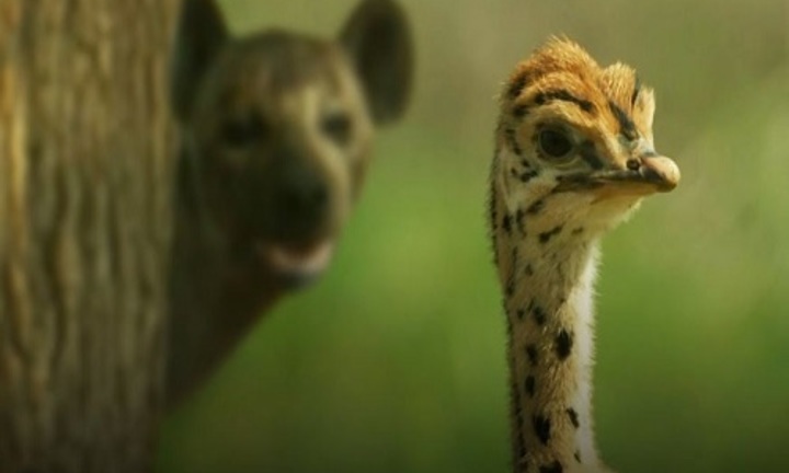 Video: Nhăm nhe bắt đà điểu con, linh cẩu hứng cú đá trời giáng 