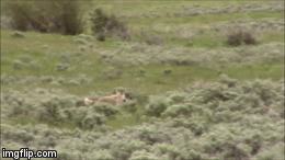 Video: Linh dương mẹ quyết liệt đánh đuổi bầy sói tránh xa đàn con