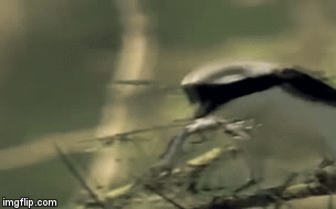 Video: Chim “đồ tể” xiên con mồi qua gai nhọn chờ xé xác