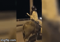 Video: Người đàn ông cưỡi trâu, tay cầm gậy sắt đi dạo trên cầu khiến dân mạng tranh cãi gay gắt