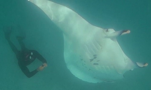 Video: Cá đuối manta khổng lồ cố áp sát thợ lặn để nhờ gỡ chùm lưỡi câu khỏi mắt