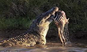 Video: Đàn cá sấu chờ sẵn, tấn công bầy ngựa vằn vượt sông