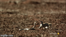 Video: Hổ mang chúa tử chiến thiên địch cầy mangut và cái kết bất ngờ