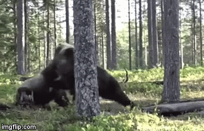 Video: Trận chiến “long trời lở đất” giữa 2 con gấu nâu, ai sẽ là kẻ chiến thắng?