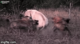 Video: Sư tử trắng đột phá vòng vây của bầy linh cẩu, leo lên cây cao trốn thoát ngoạn mục