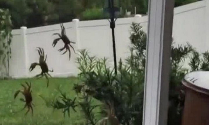 Đàn cua lũ lượt bò vào nhà dân sau khi mưa lớn làm ngập hang