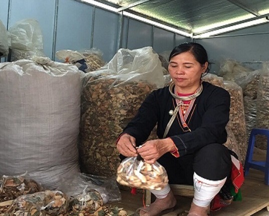 Một đời săn lùng thần dược rừng sâu cứu giúp ngàn bệnh nhân bị đau nhức xương khớp