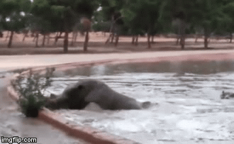 Video: Tê giác mắc kẹt dưới hồ nước và hành động nghĩa hiệp của hà mã