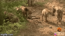 Video: Báo hoa mai già yếu, một mình chống lại bầy linh cẩu hung dữ