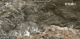 Video: Đại bàng non bị con mồi mà mẹ mình tha về