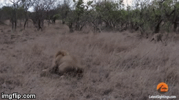 Video: Cả gan vuốt râu hùm, linh cẩu nhận cái kết thảm hại