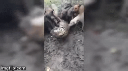 Video: Cả đàn chó