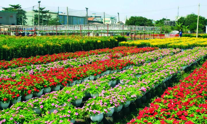 Phát huy tinh thần Tết Trồng cây trong phát triển Sinh Vật Cảnh hiện nay