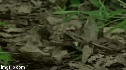 Video: Bị rắn tập kích, cóc phồng to cơ thể chiến thắng kẻ thù ngoạn mục