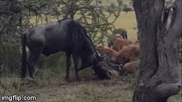 Video: Mắc sừng khi giao đấu, cặp linh dương bị đàn linh cẩu xé xác