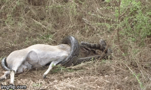 Video: Trăn đá khổng lồ vật lộn thoát khỏi