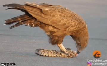 Cuộc chiến sinh tồn: Đại bàng xẻ thịt rắn độc ngay khi con mồi vẫn còn thoi thóp