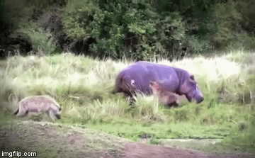 Video: Bầy linh cẩu khát máu điên cuồng cắn xé hà mã khổng lồ và cái kết