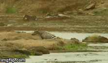 Cuộc chiến sinh tồn: Mẹ con ngựa vằn quyết giành sự sống với cá sấu khổng lồ