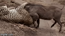 Video: Lợn rừng vùng vẫy quyết liệt khỏi nanh vuốt báo hoa mai, kết cục ra sao?