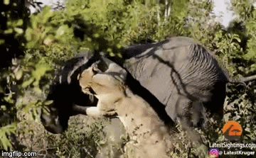 Video: Sư tử cố tìm cách hạ gục cả voi, liệu ai sẽ là kẻ chiến thắng?