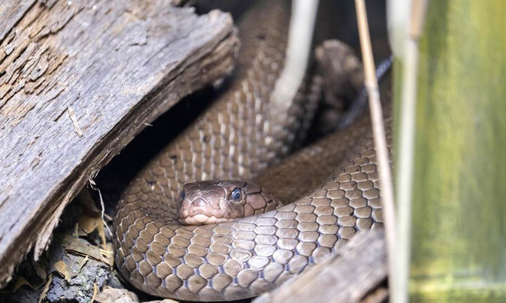 Phát hiện cả ổ hơn chục con rắn hổ mang chúa trốn dưới cửa hàng đồ điện