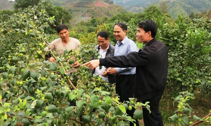 Kinh tế hợp tác trong phát triển nông nghiệp Sơn La, dưới góc nhìn nghiên cứu