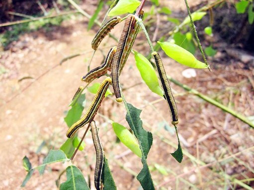 Kỳ lạ vùng đất coi sâu là “đặc sản” có một không hai
