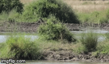 Video: Linh dương thoát chết bất ngờ dù đã nằm gọn trong hàm cá sấu