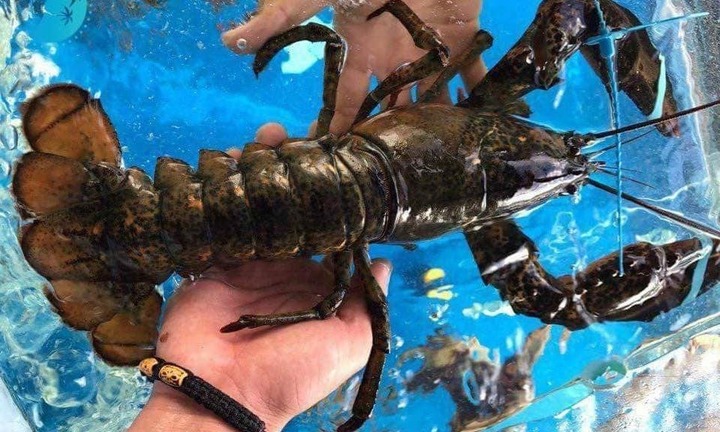 'Giá rẻ giật mình', tôm hùm Alaska về Việt Nam chỉ 170 nghìn/kg