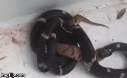 Cuộc chiến sinh tồn: Bị trúng độc, rắn vua không chết mà quay lại nuốt chửng đối thủ