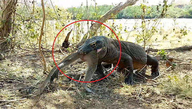 Video: Rồng komodo thể hiện uy lực, nuốt chửng khỉ lớn trong vòng nửa phút