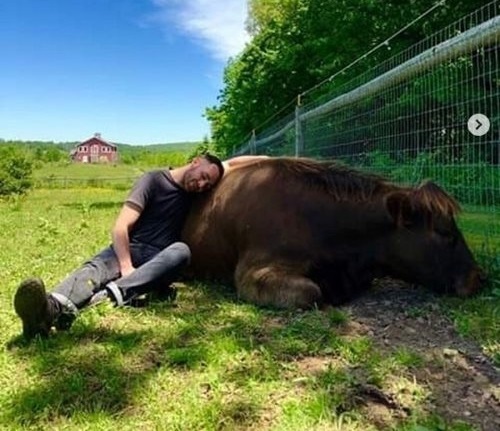 Bùng nổ dịch vụ ôm bò thư giãn với giá 75 USD mỗi giờ