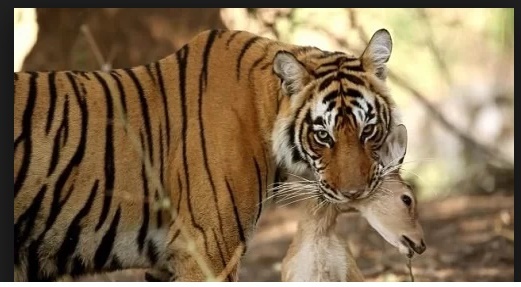 Video: Xâm phạm lãnh thổ, hổ Bengal bị đồng loại đánh cho nhừ tử