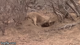 Video: Đã trốn tận vào hang, lợn rừng vẫn bị sư tử lôi lên 